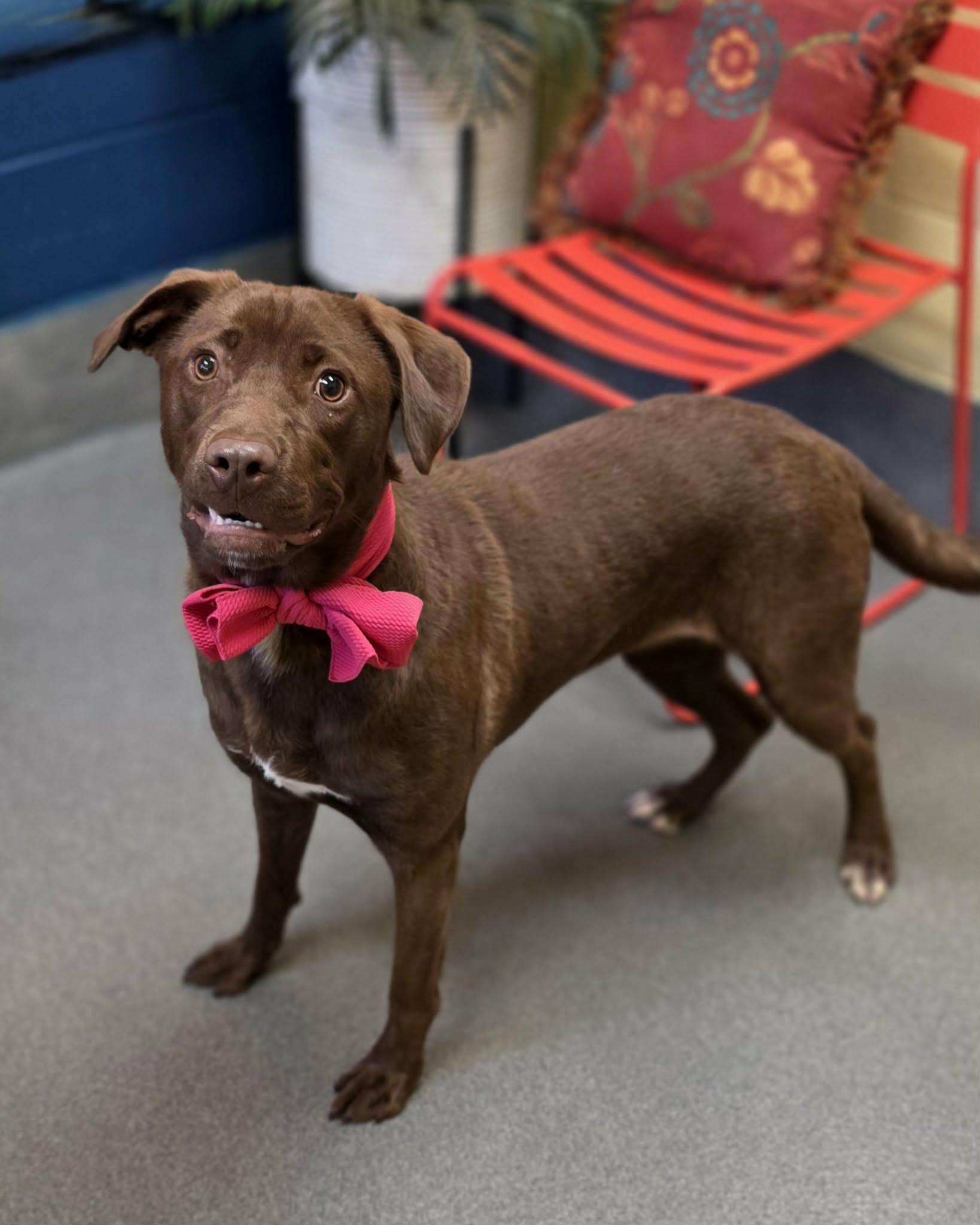 Enlarge Magnolia , a ADOPTABLE mixed breed in Amherst, VA image 5/6