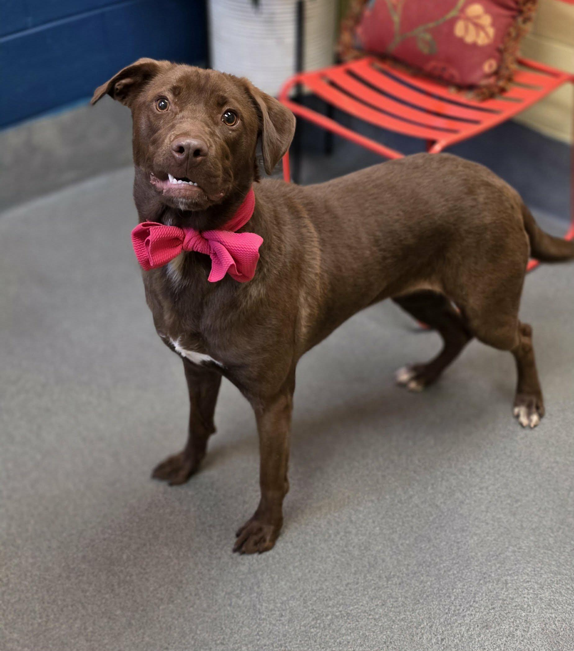 Enlarge Magnolia , a ADOPTABLE mixed breed in Amherst, VA image 6/6