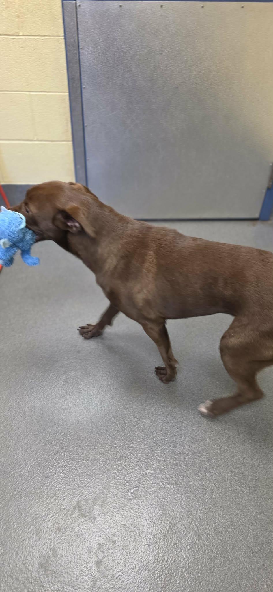 Enlarge Magnolia , a ADOPTABLE mixed breed in Amherst, VA image 3/6