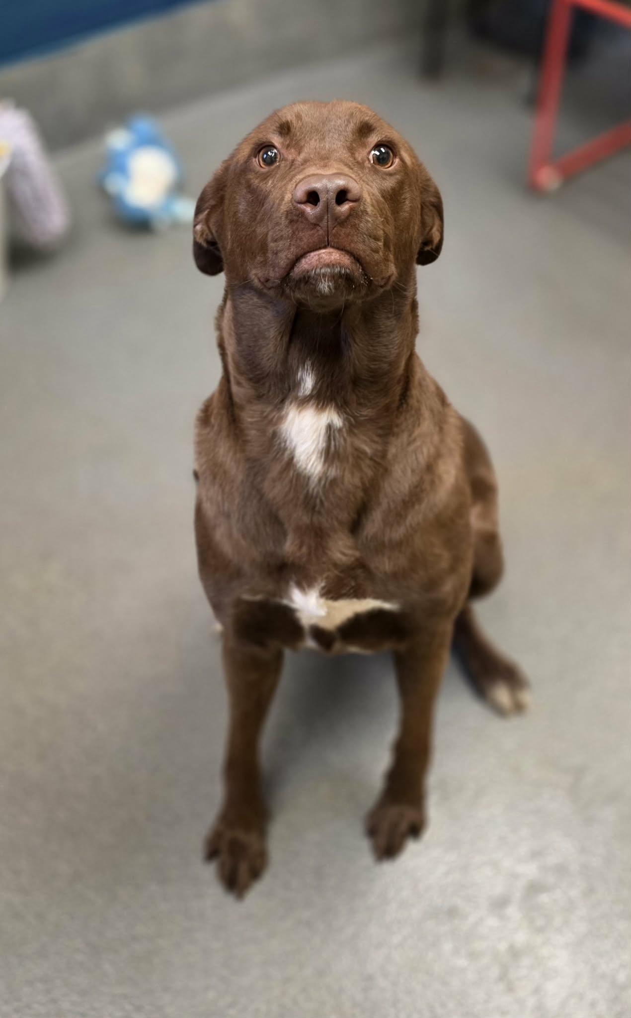 Enlarge Magnolia , a ADOPTABLE mixed breed in Amherst, VA image 4/6