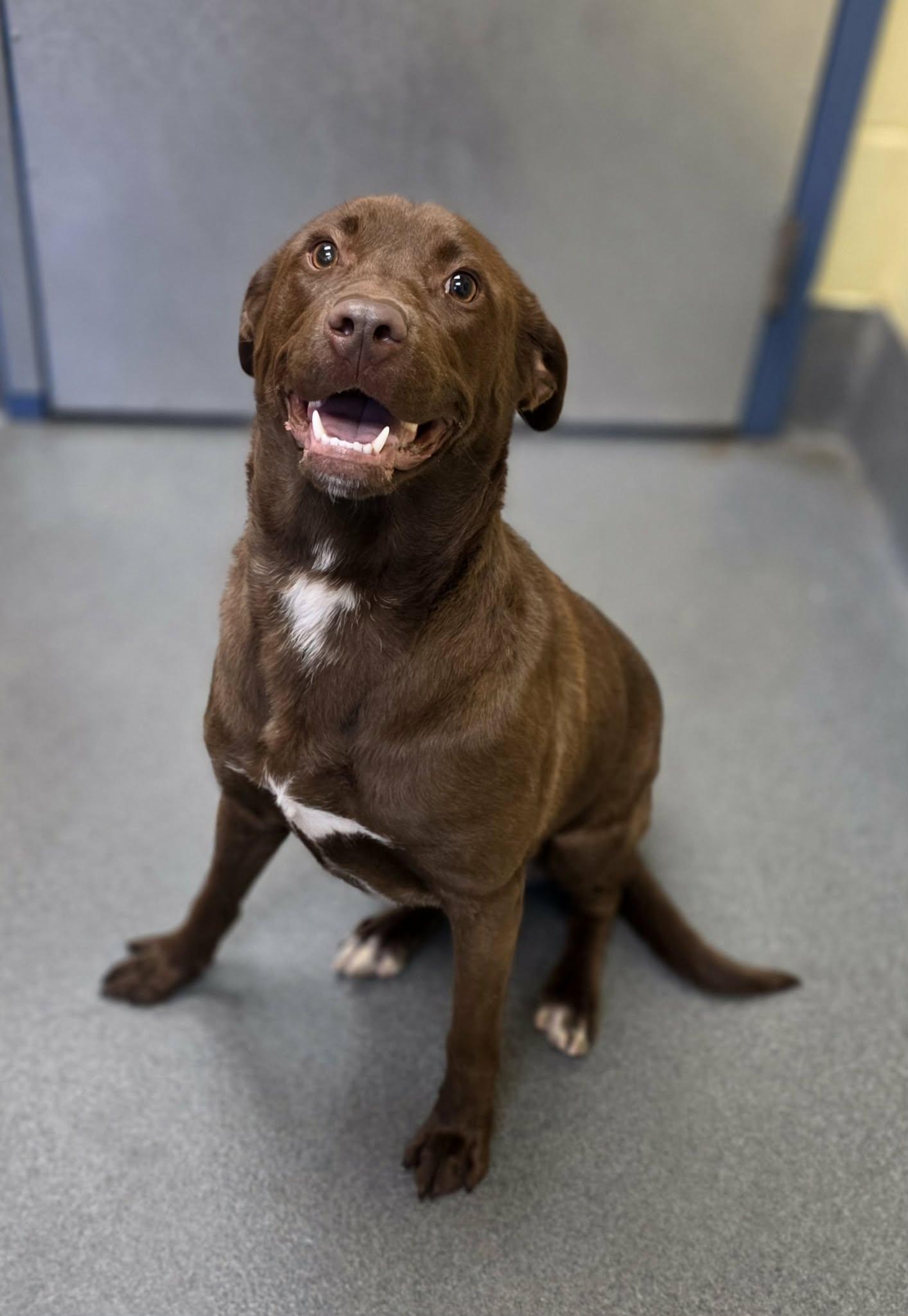 Enlarge Magnolia , a ADOPTABLE mixed breed in Amherst, VA image 2/6