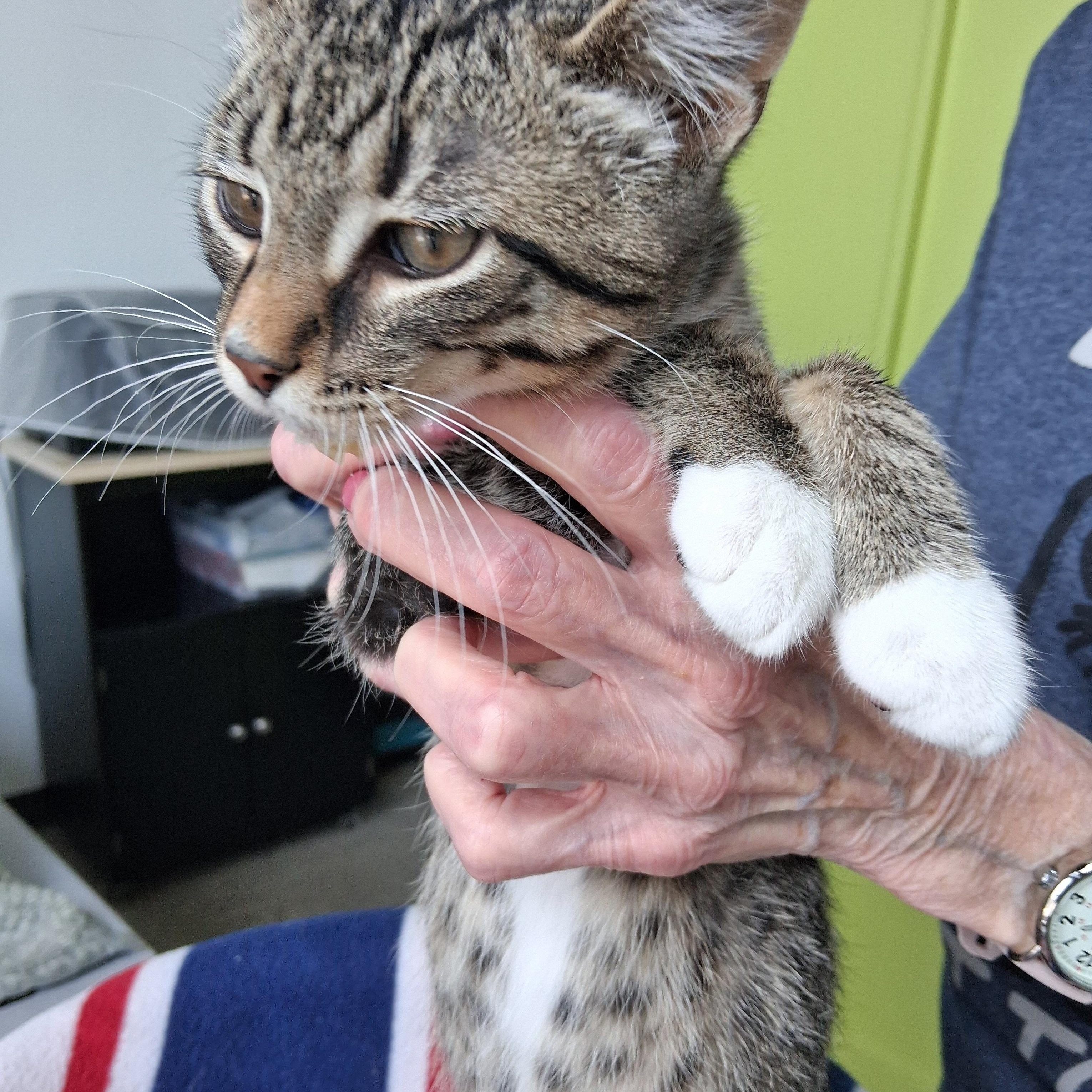 Enlarge Jimmy, a ADOPTABLE Domestic Short Hair in Northfield, MN image 1/1