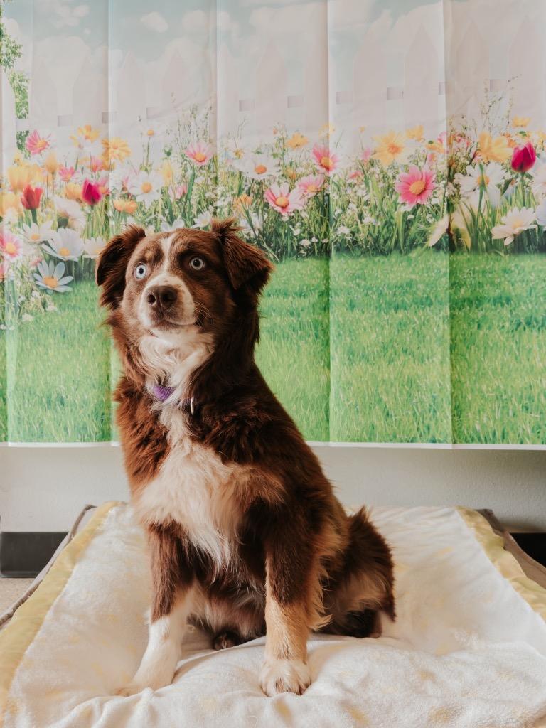 Josey - Sponsored by Casey Johnson, Adoptable, Young Female Australian Shepherd.