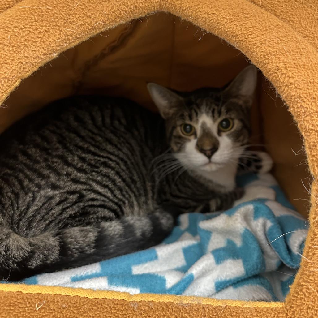 Trapper Keeper, Adoptable, Adult Male Domestic Short Hair.