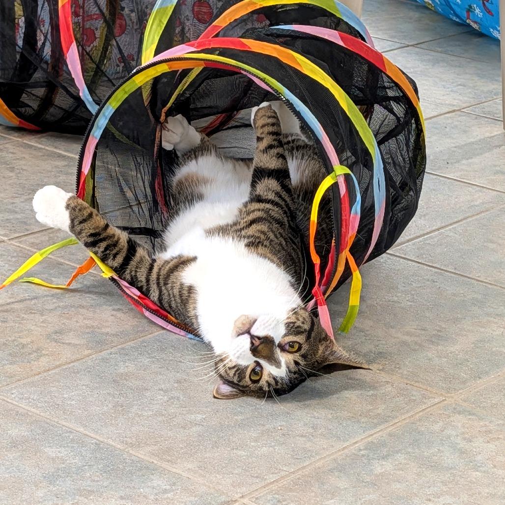 Trapper Keeper, a Adoptable Domestic Short Hair in East Smithfield , PA image 2/6