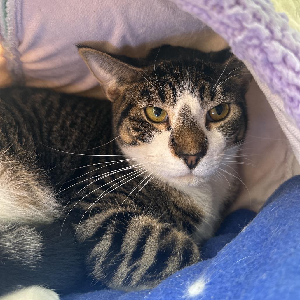 Trapper Keeper, a Adoptable Domestic Short Hair in East Smithfield , PA image 3/6