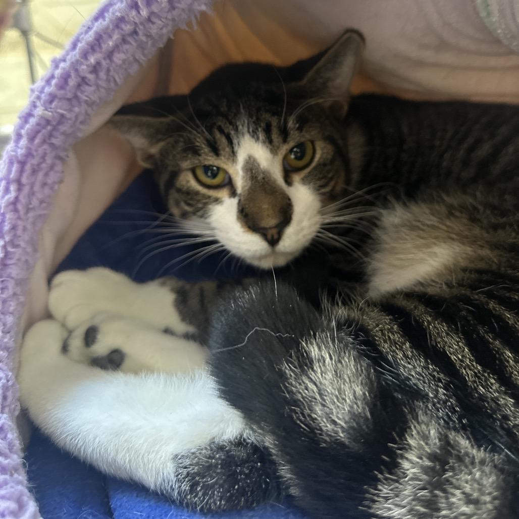 Trapper Keeper, a Adoptable Domestic Short Hair in East Smithfield , PA image 4/6