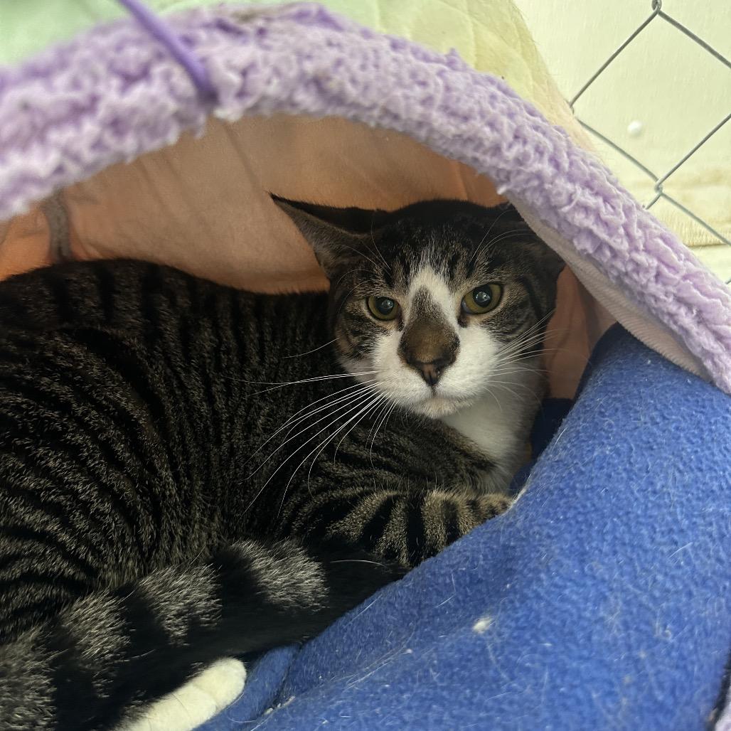 Trapper Keeper, a Adoptable Domestic Short Hair in East Smithfield , PA image 5/6