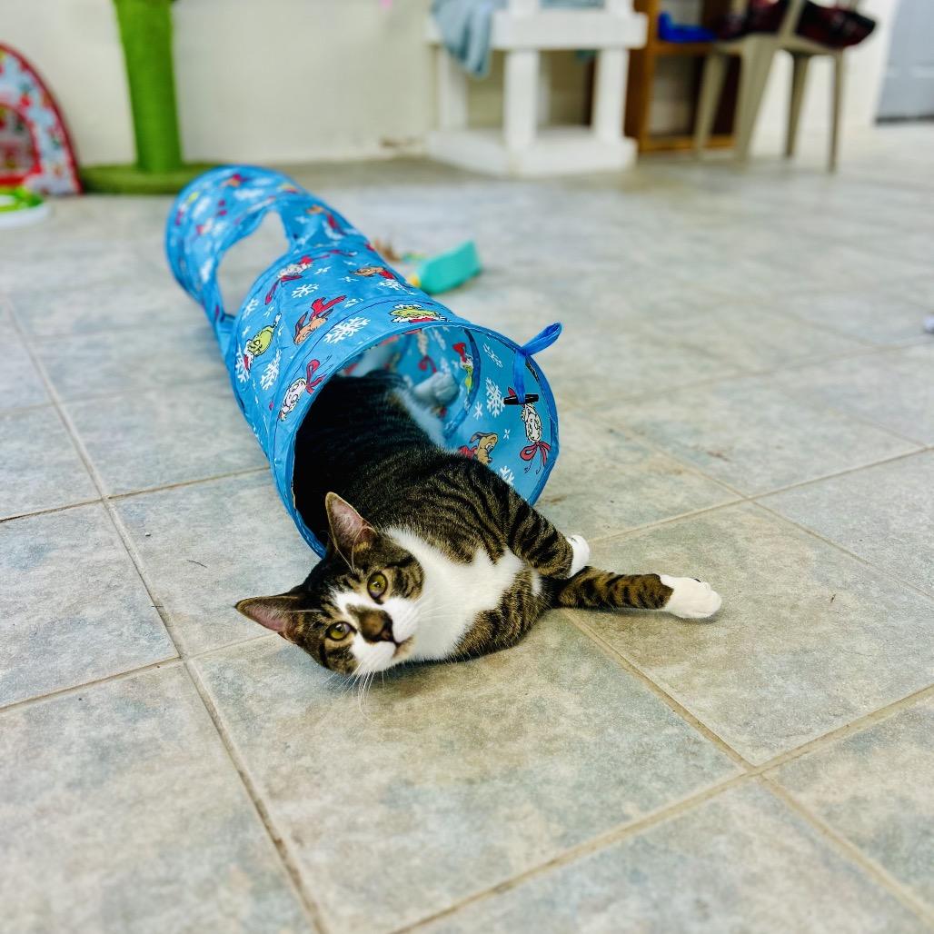 Trapper Keeper, a Adoptable Domestic Short Hair in East Smithfield , PA image 6/6