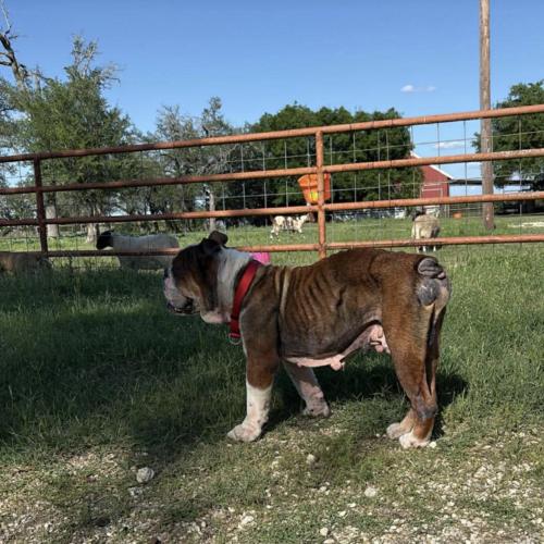 Hershel, Adoptable, Adult Male English Bulldog.
