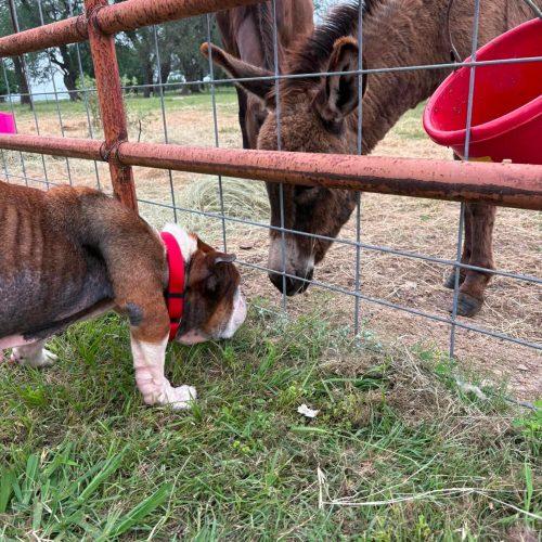 Enlarge Hershel, a Adoptable English Bulldog in Austin, TX image 2/5