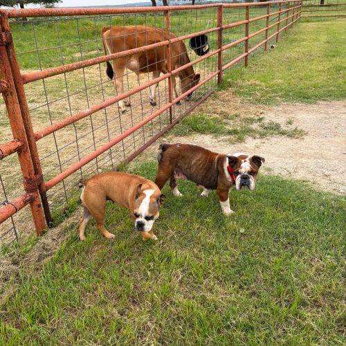 Enlarge Hershel, a Adoptable English Bulldog in Austin, TX image 3/5