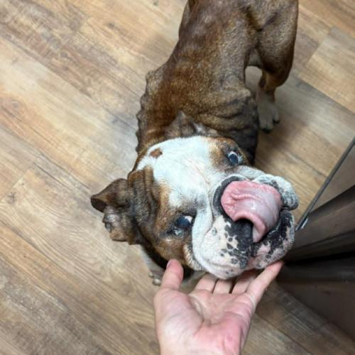Enlarge Hershel, a Adoptable English Bulldog in Austin, TX image 4/5