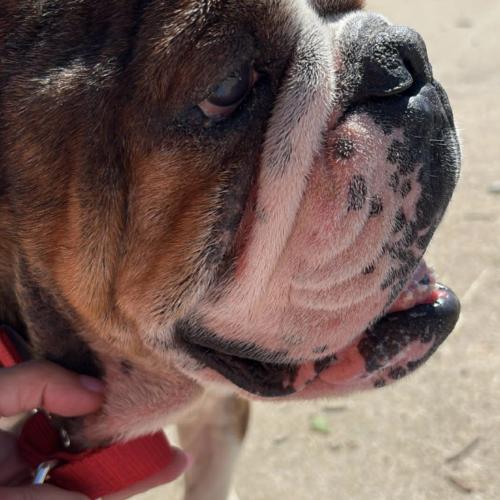 Enlarge Hershel, a Adoptable English Bulldog in Austin, TX image 5/5