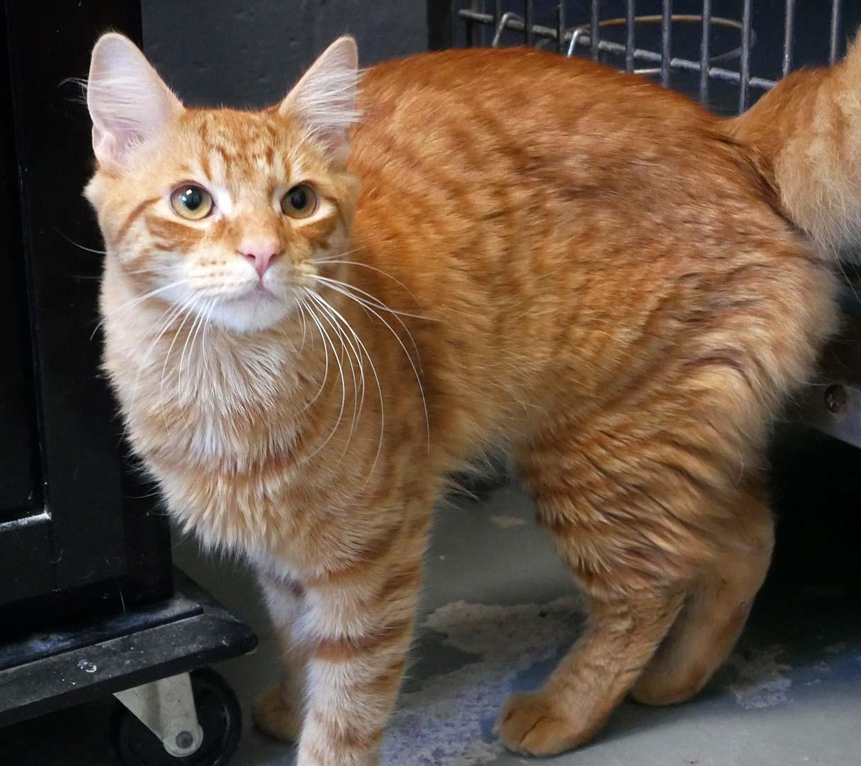 Bun Bun, ADOPTABLE, Young Male Domestic Medium Hair.