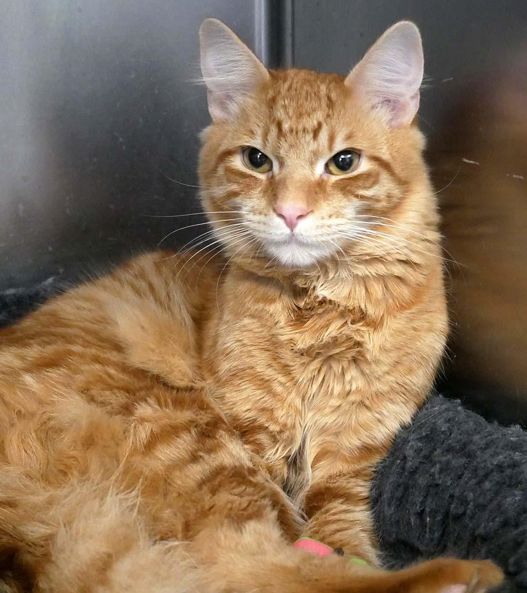 Bun Bun, a ADOPTABLE Domestic Medium Hair in Bloomingdale, NJ image 3/4