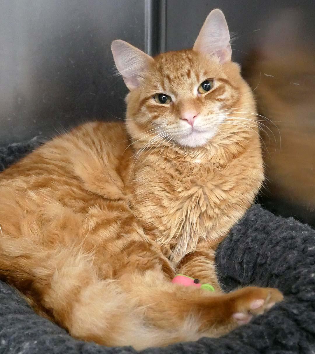 Bun Bun, a ADOPTABLE Domestic Medium Hair in Bloomingdale, NJ image 2/4