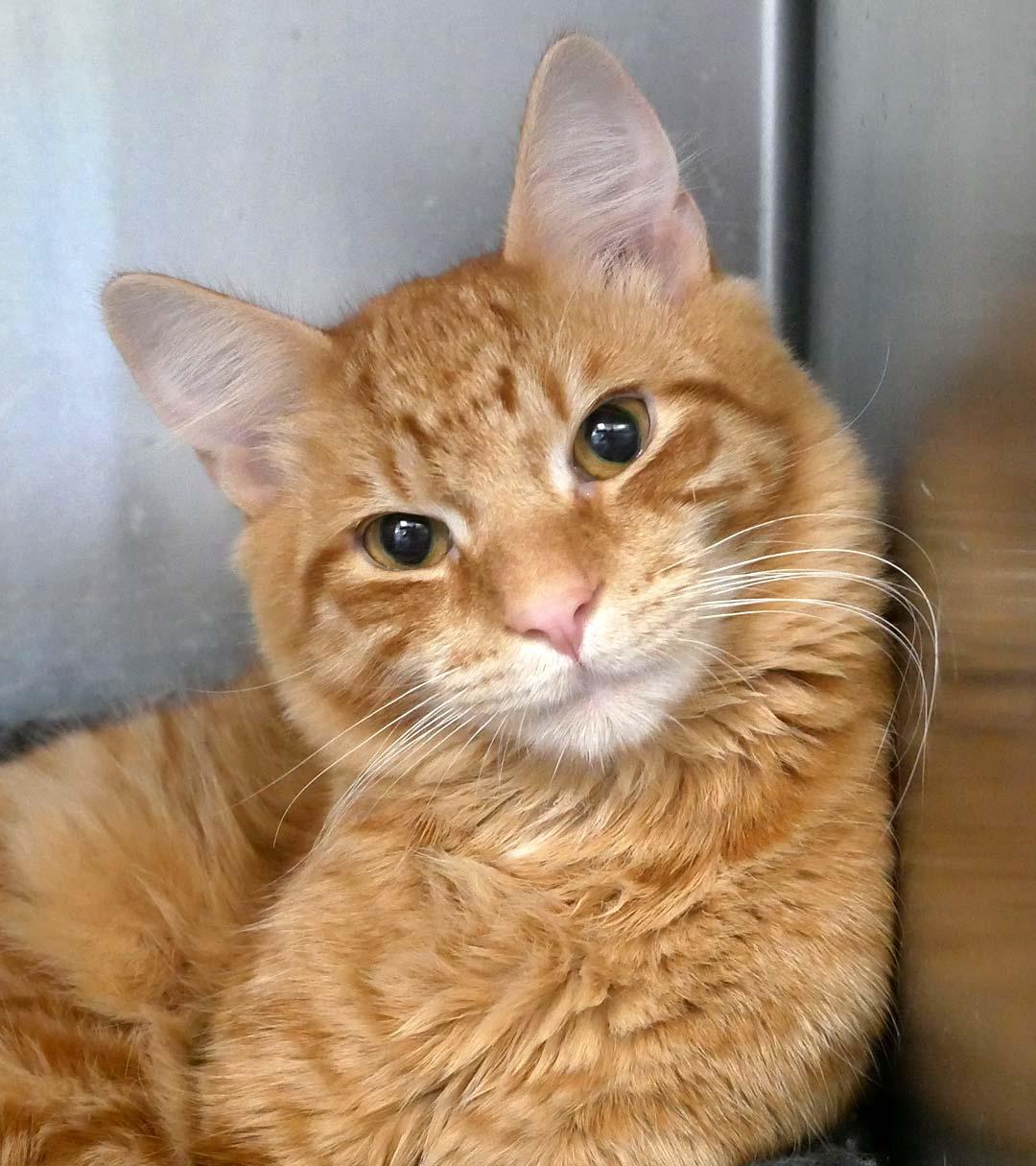 Bun Bun, a ADOPTABLE Domestic Medium Hair in Bloomingdale, NJ image 4/4