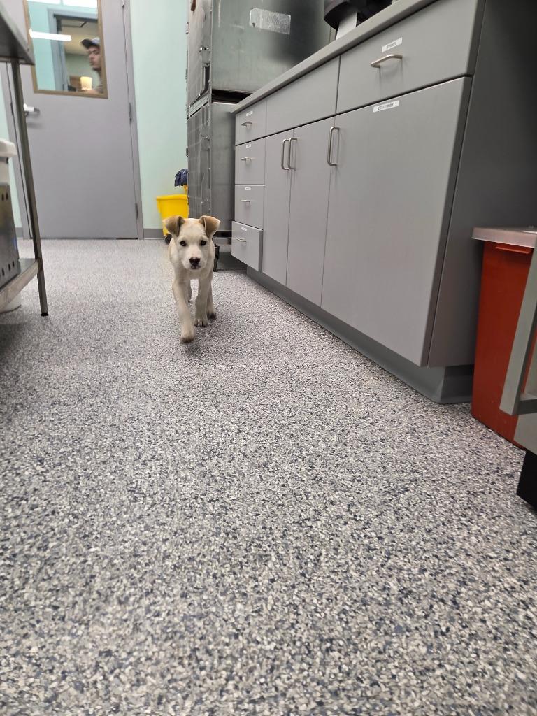 Theadore, Adoptable, Puppy Male Terrier.