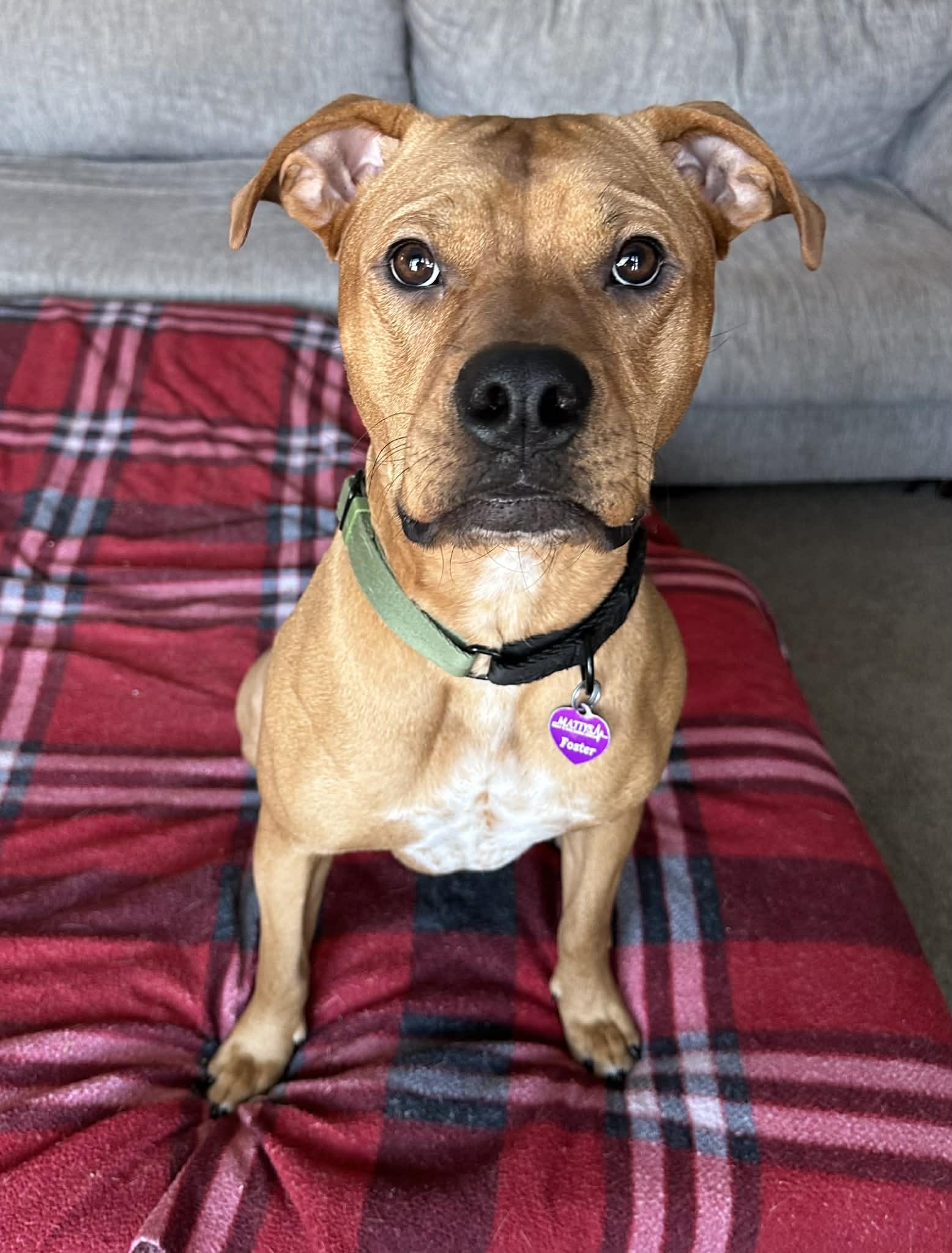 Enlarge Cedar, a Adoptable Labrador Retriever in Minneapolis, MN image 2/3