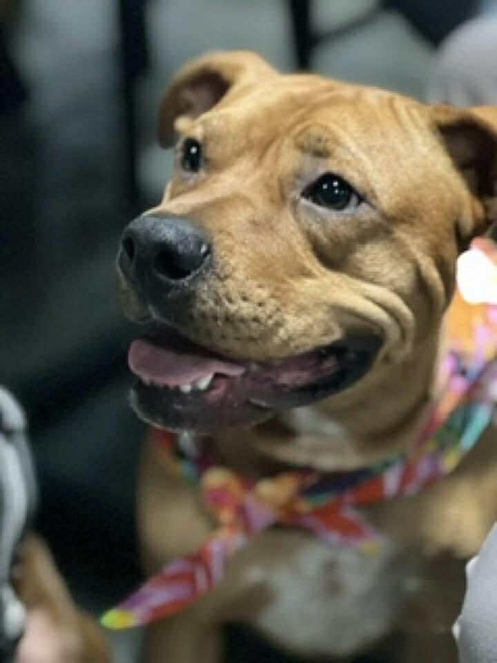 Enlarge Cedar, a Adoptable Labrador Retriever in Minneapolis, MN image 3/3