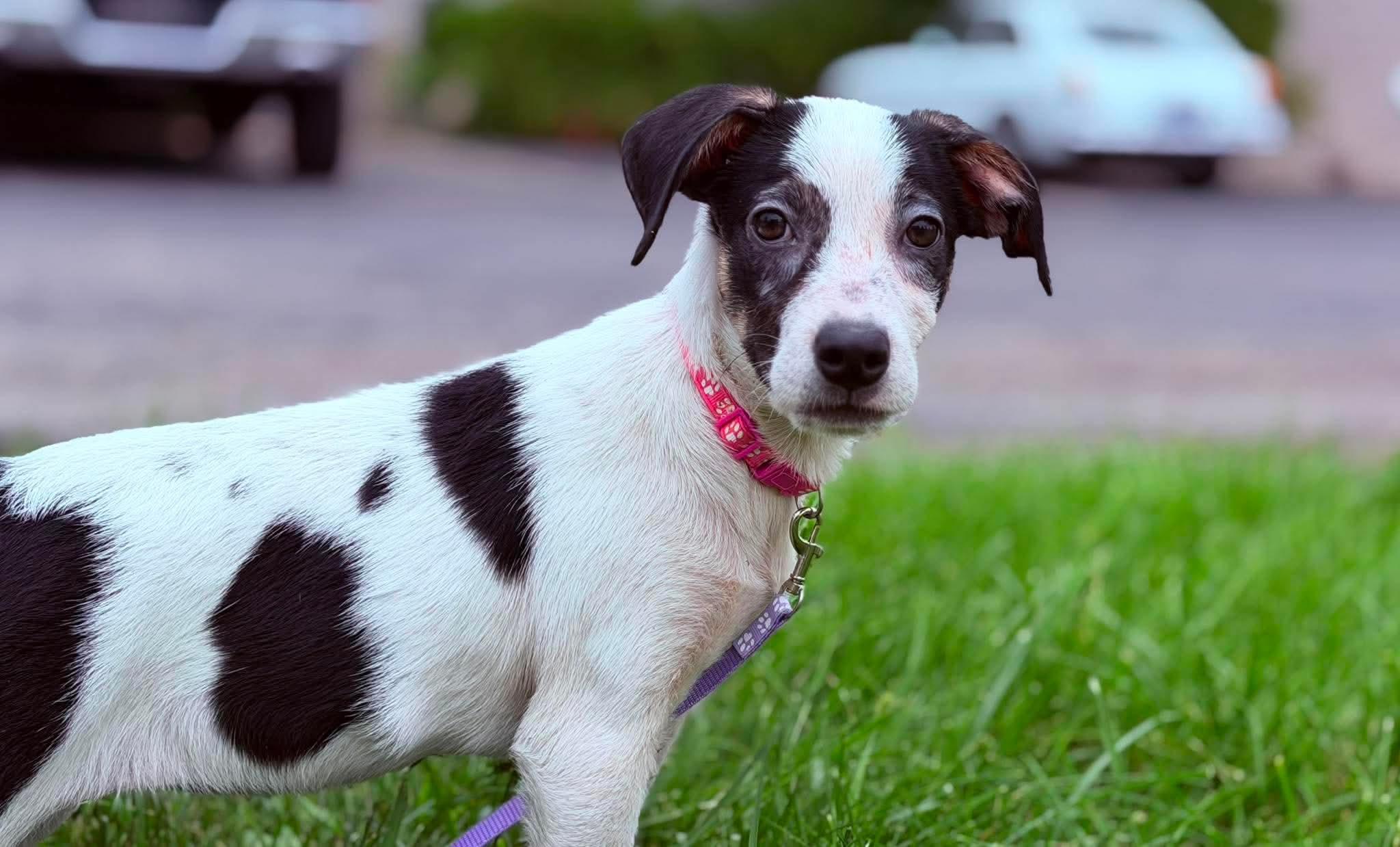 Cheerio the beautiful mixed breed, a Adoptable mixed breed in Muskego, WI image 4/6