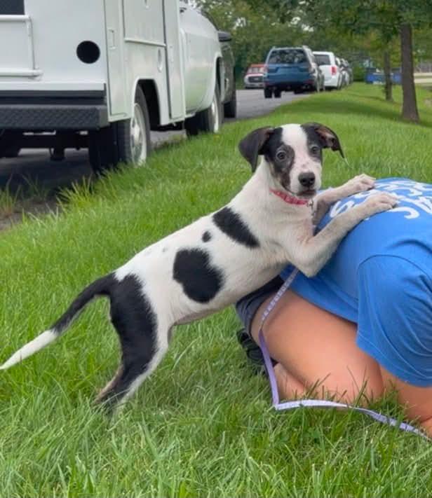 Cheerio the beautiful mixed breed, a Adoptable mixed breed in Muskego, WI image 5/6