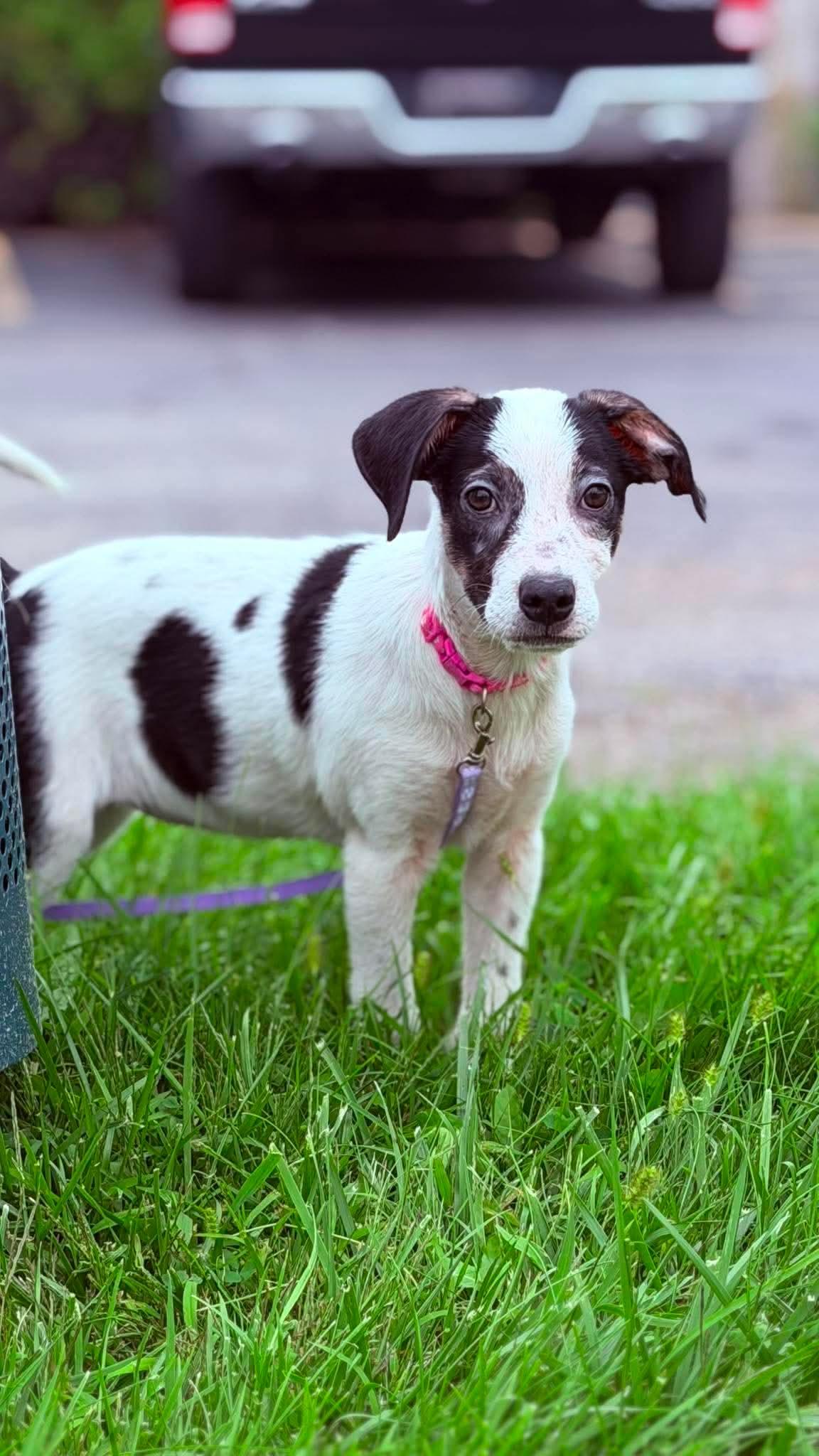 Cheerio the beautiful mixed breed, a Adoptable mixed breed in Muskego, WI image 6/6