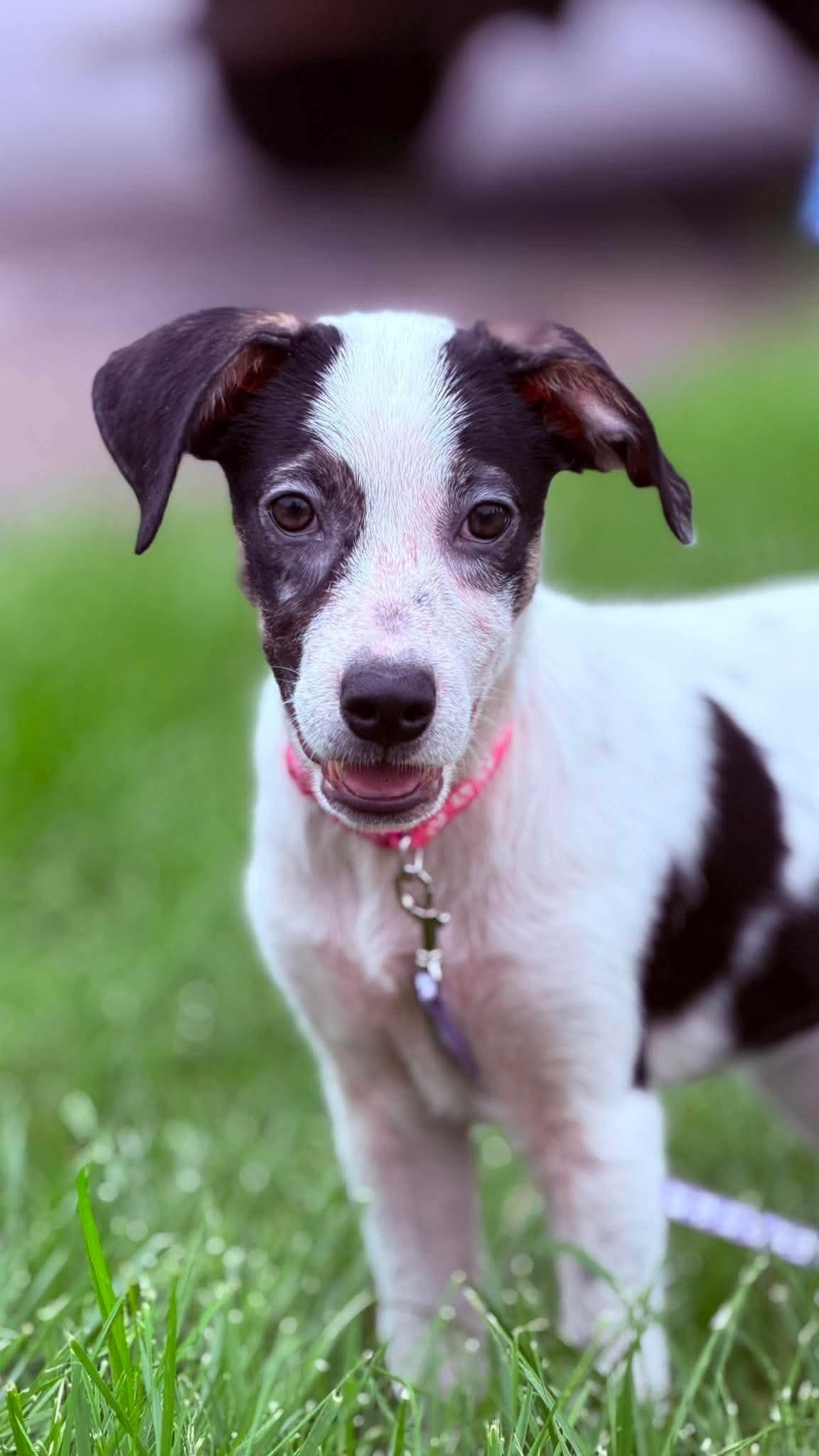 Cheerio the beautiful mixed breed, a Adoptable mixed breed in Muskego, WI image 1/6