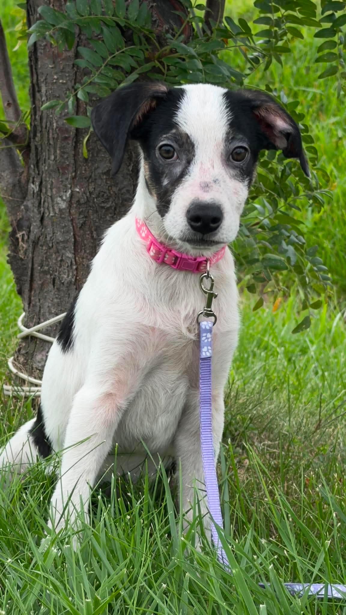 Cheerio the beautiful mixed breed, a Adoptable mixed breed in Muskego, WI image 2/6