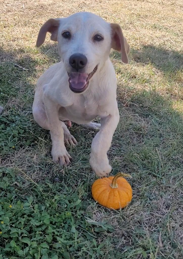 Sir Lancelot, a Adoptable Terrier in New Braunfels, TX image 1/4