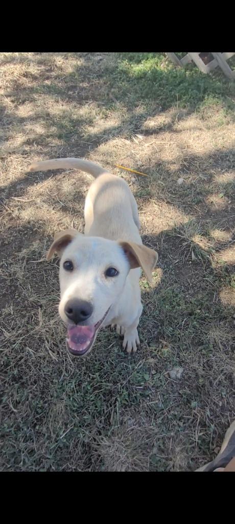 Sir Lancelot, a Adoptable Terrier in New Braunfels, TX image 2/4