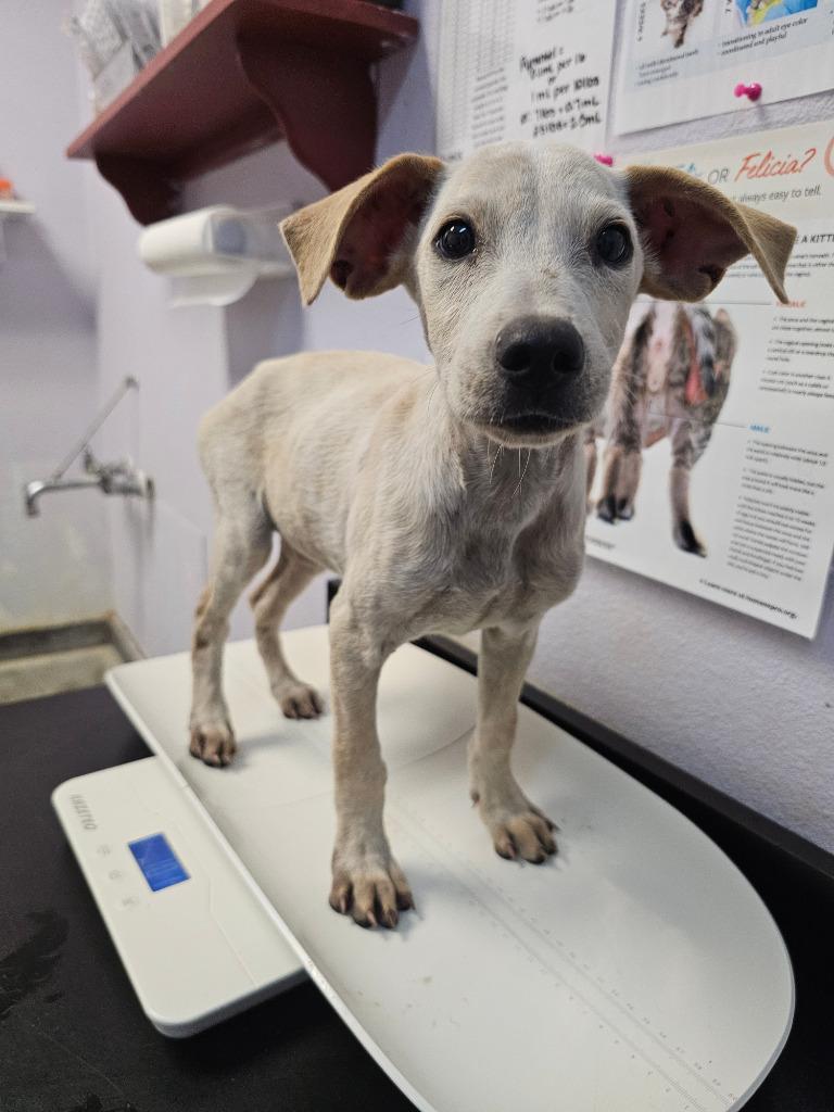 Sir Lancelot, a Adoptable Terrier in New Braunfels, TX image 3/4