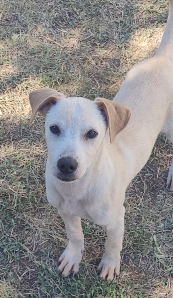 Sir Lancelot, a Adoptable Terrier in New Braunfels, TX image 4/4
