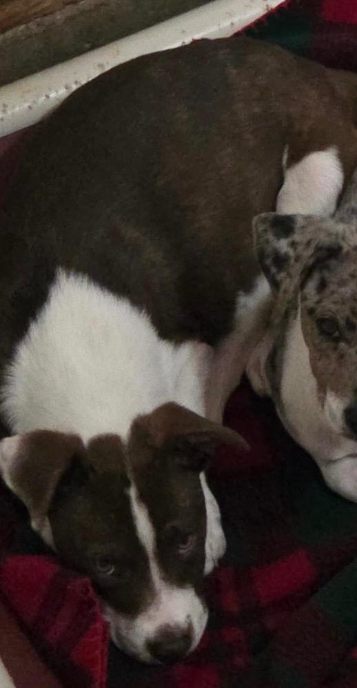 Godiva, Adoptable, Puppy Female Australian Shepherd & Pointer.