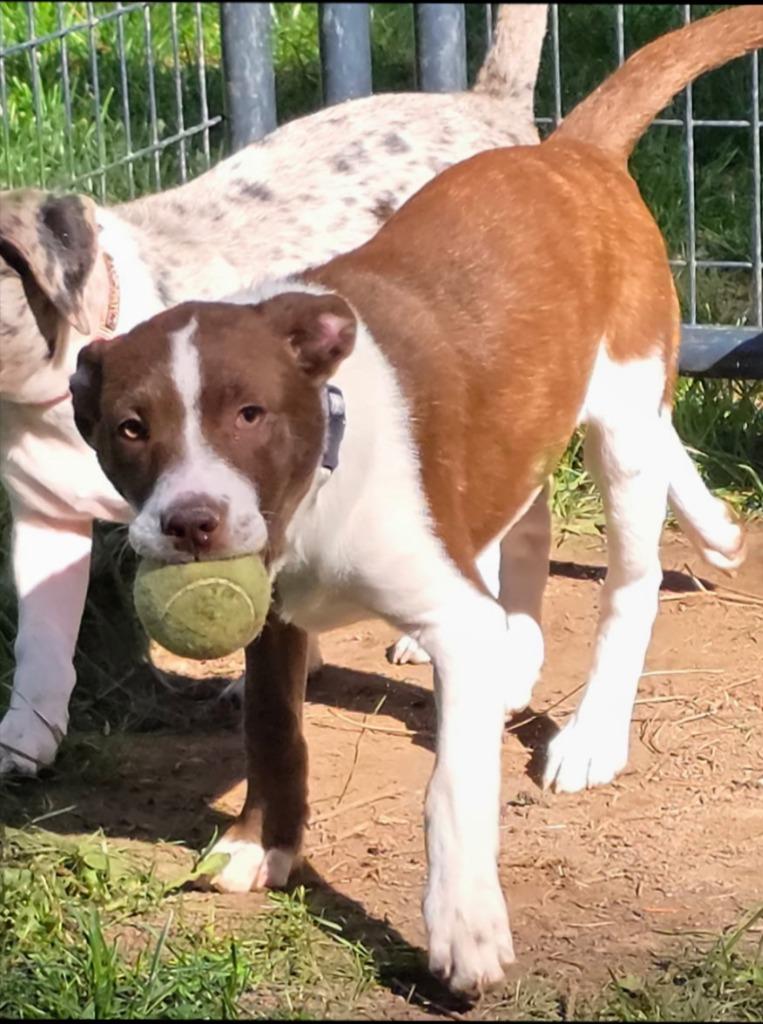 Enlarge Godiva, a Adoptable mixed breed in Thompson Falls, MT image 2/3