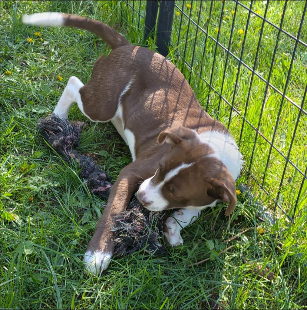 Enlarge Godiva, a Adoptable mixed breed in Thompson Falls, MT image 3/3