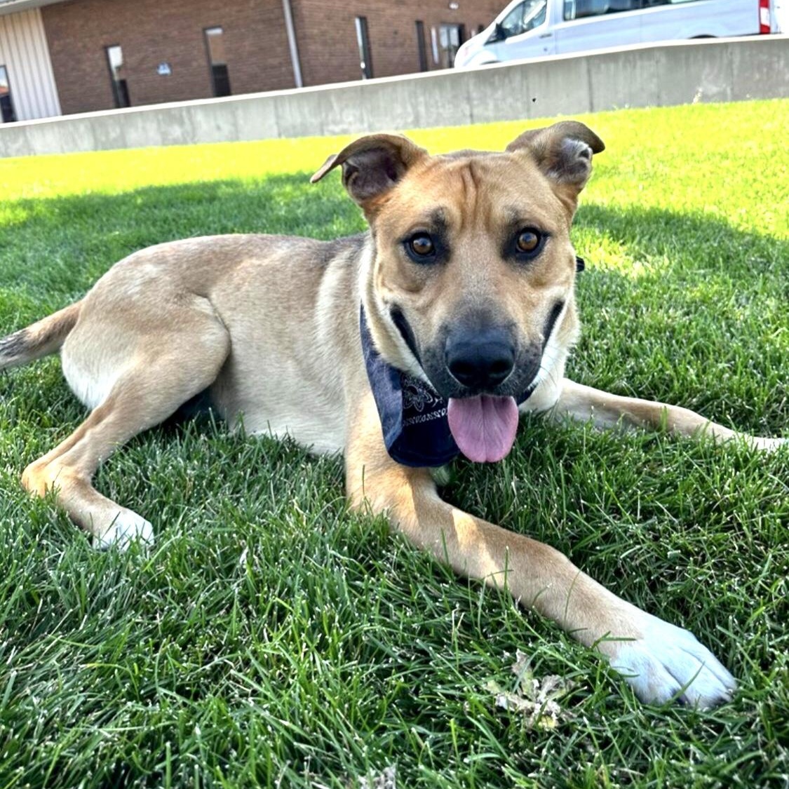 Enlarge Scooby, a Adoptable mixed breed in Carbondale, CO image 1/1