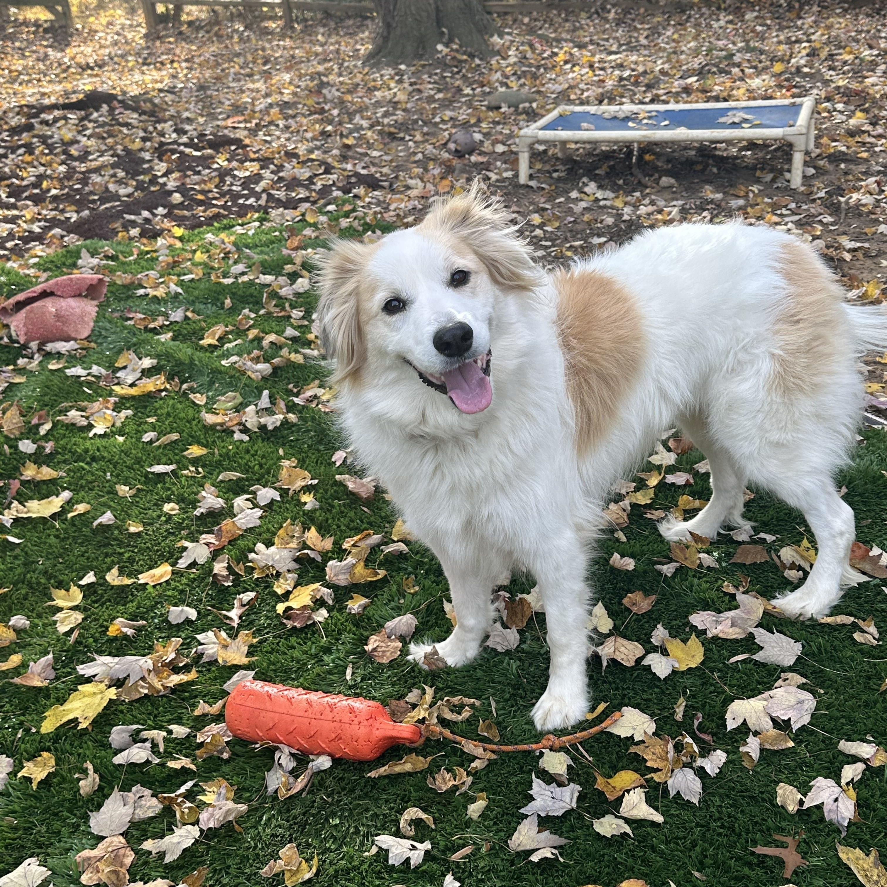 Minka, Adoptable, Adult Female Golden Retriever & Great Pyrenees.
