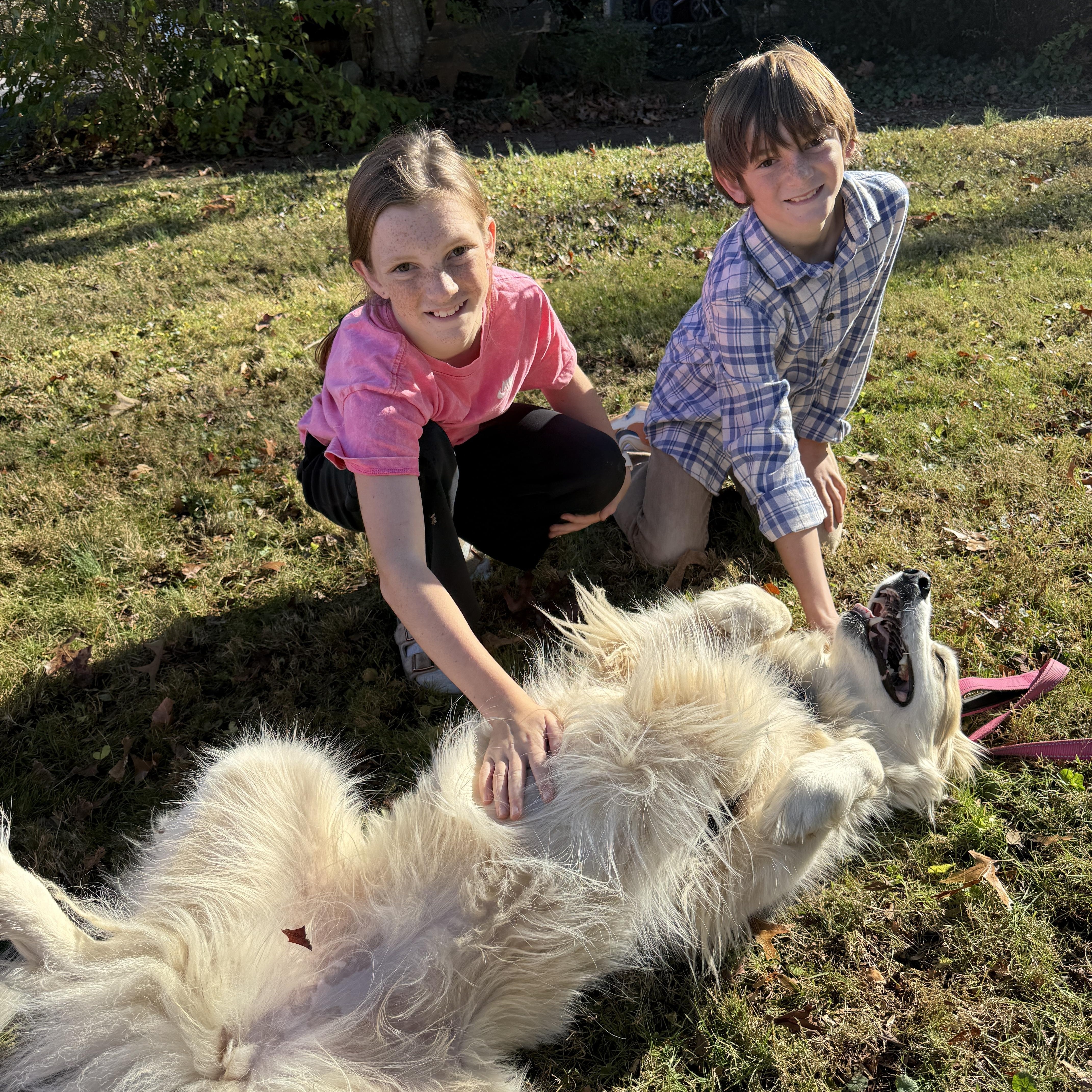 Minka, a Adoptable mixed breed in Sherman, CT image 3/5