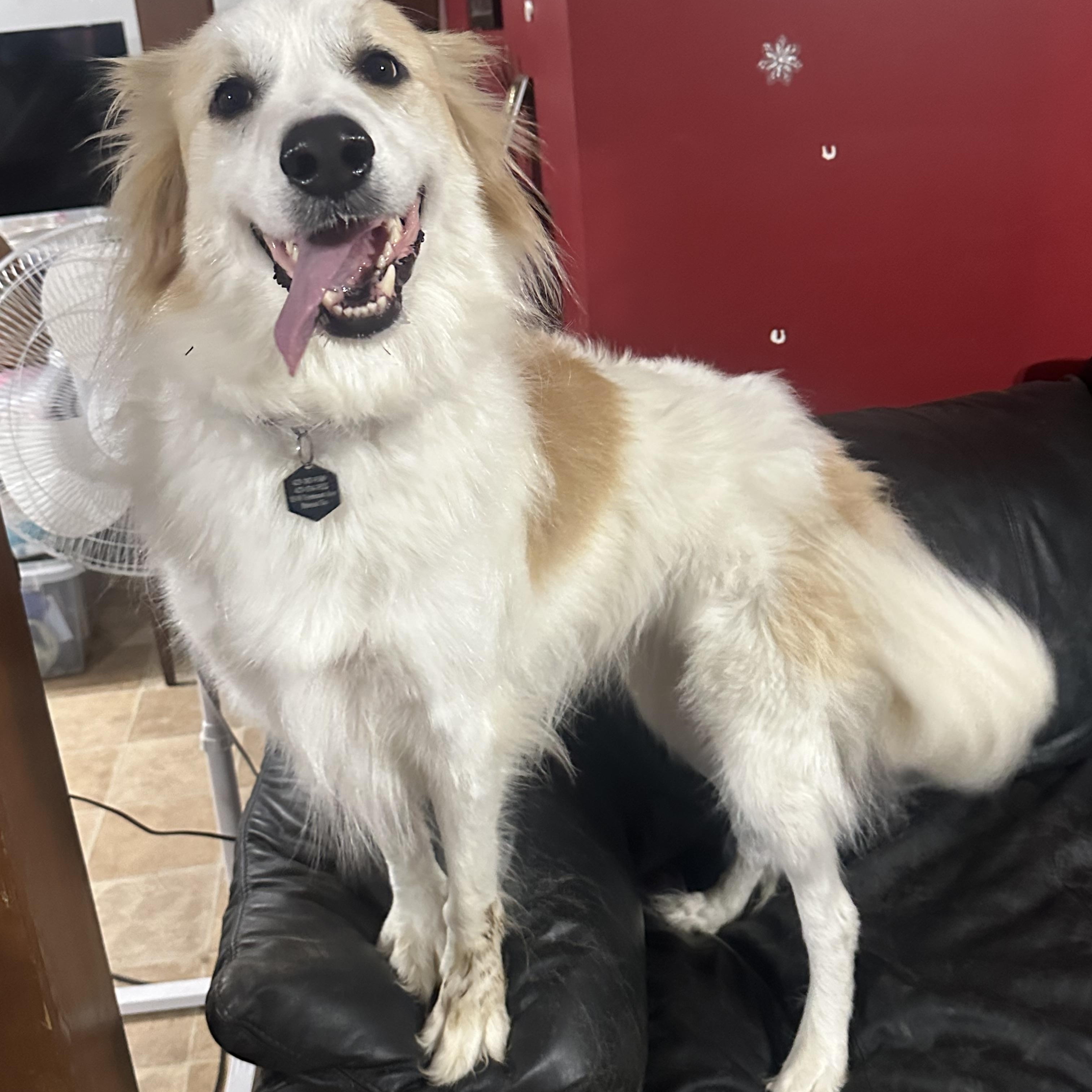 Minka, a Adoptable mixed breed in Sherman, CT image 4/5