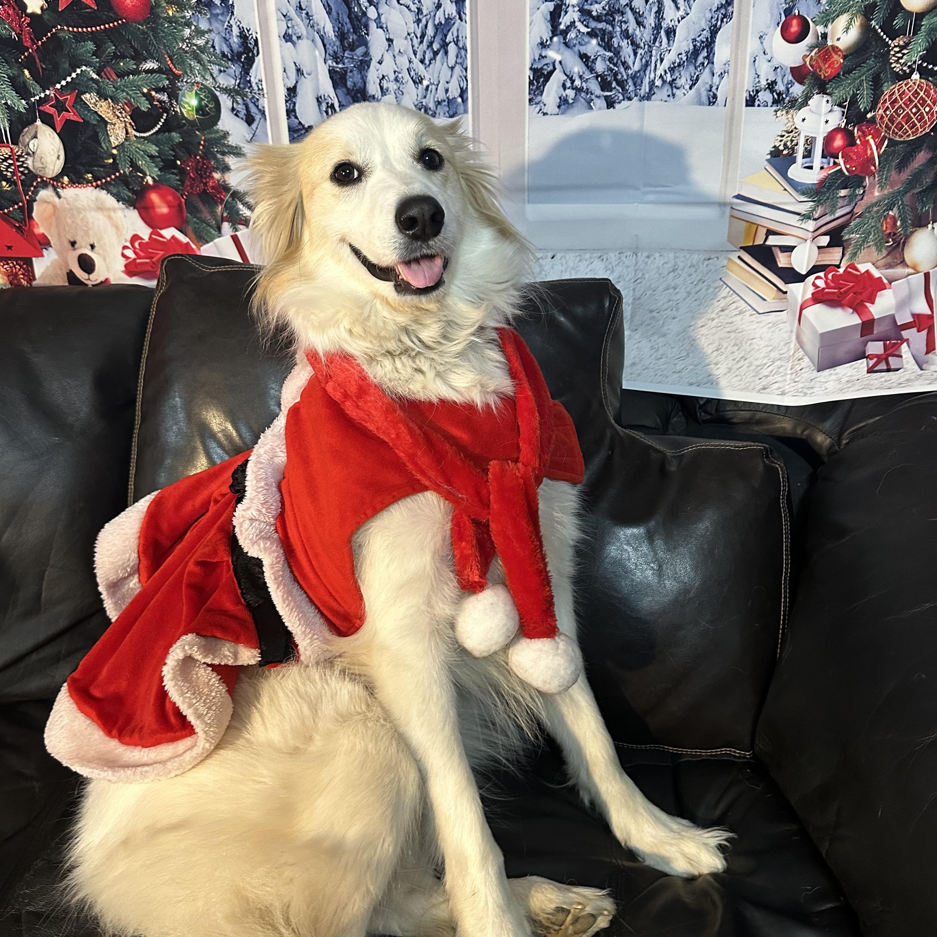 Minka, Adoptable, Adult Female Golden Retriever & Great Pyrenees.