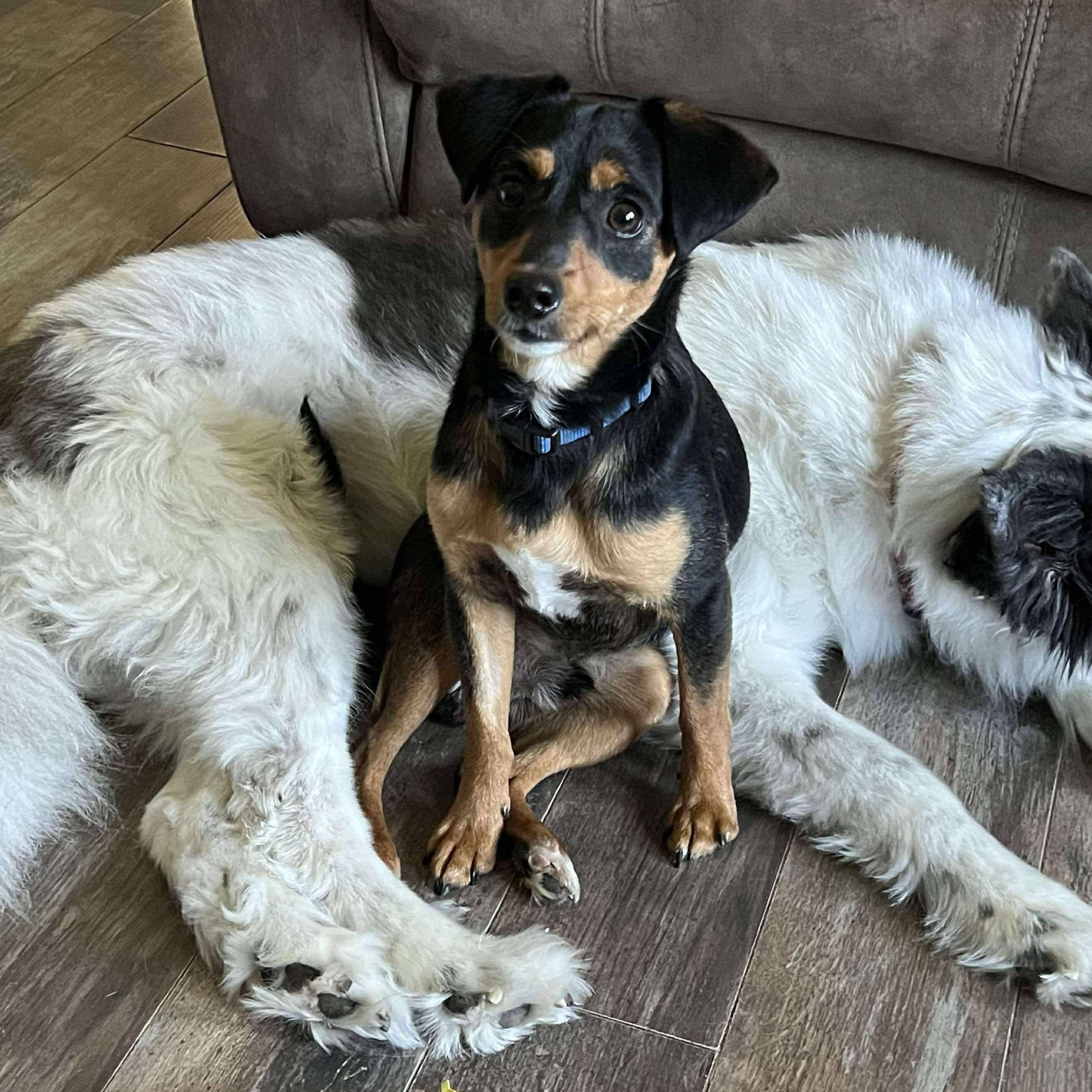 Charlie, Baby Male Dachshund