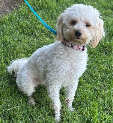 BELLA Poodle Mix  Spayed Female  2 Years  15 Pounds Meet Bella the adorable happy two-year-old