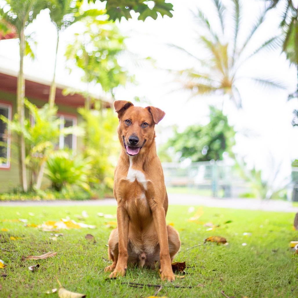 Enlarge Scooter, a Adoptable mixed breed in Kailua Kona, HI image 1/6