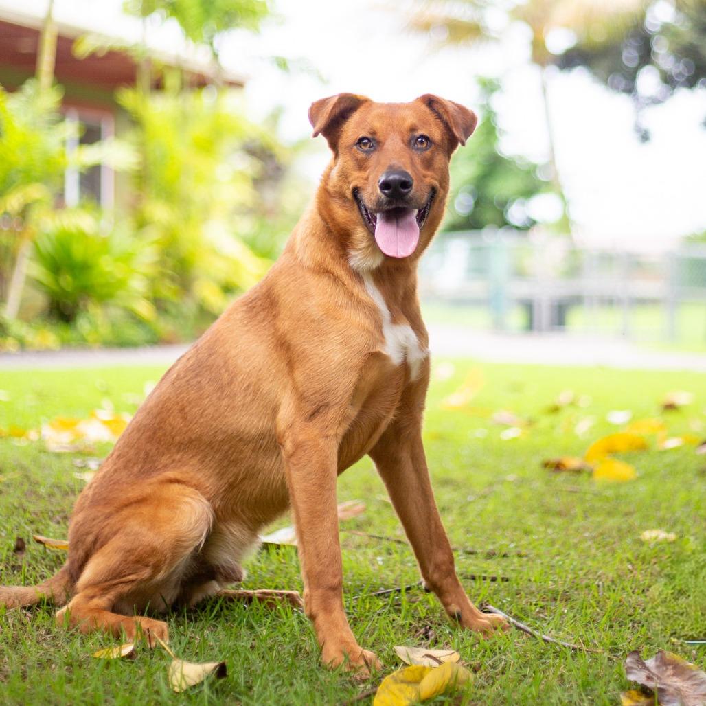 Enlarge Scooter, a Adoptable mixed breed in Kailua Kona, HI image 2/6