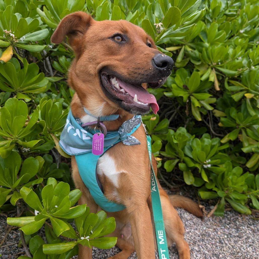 Enlarge Scooter, a Adoptable mixed breed in Kailua Kona, HI image 4/6