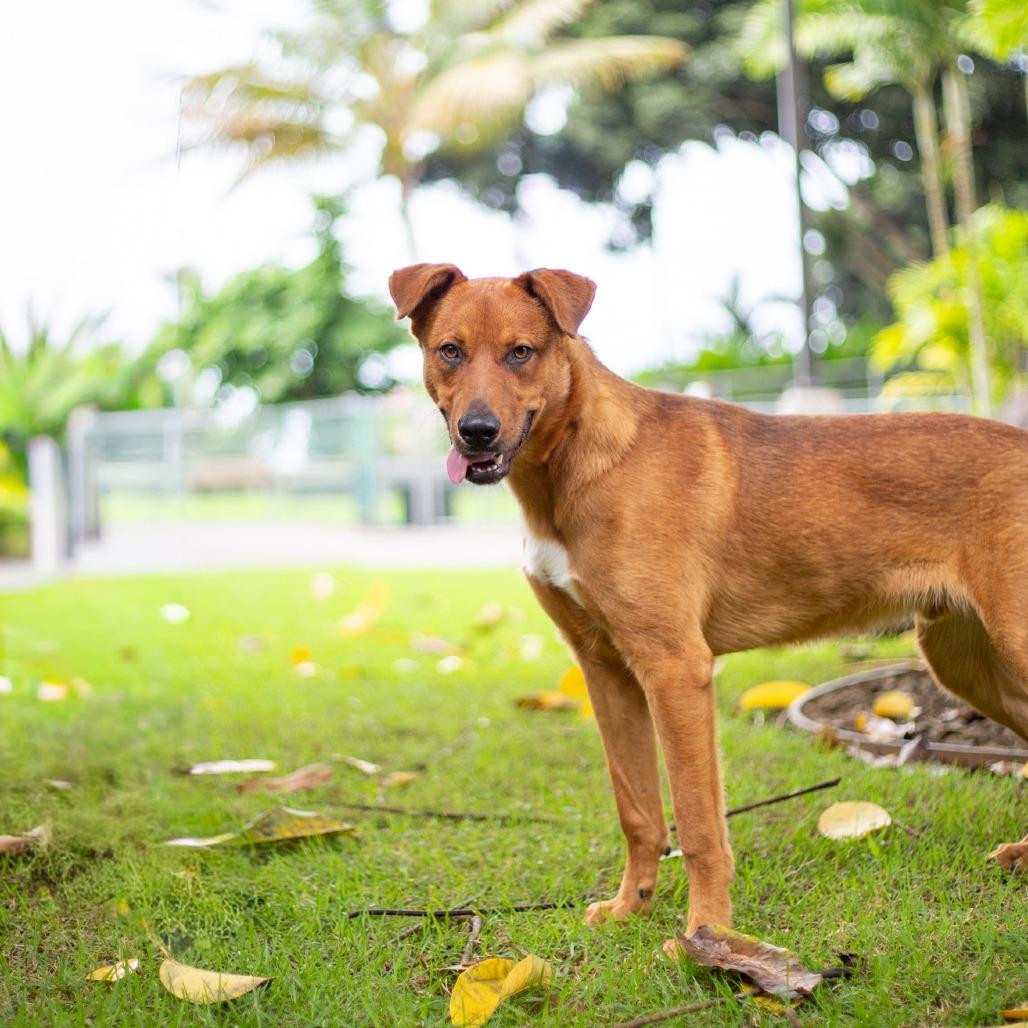Enlarge Scooter, a Adoptable mixed breed in Kailua Kona, HI image 5/6