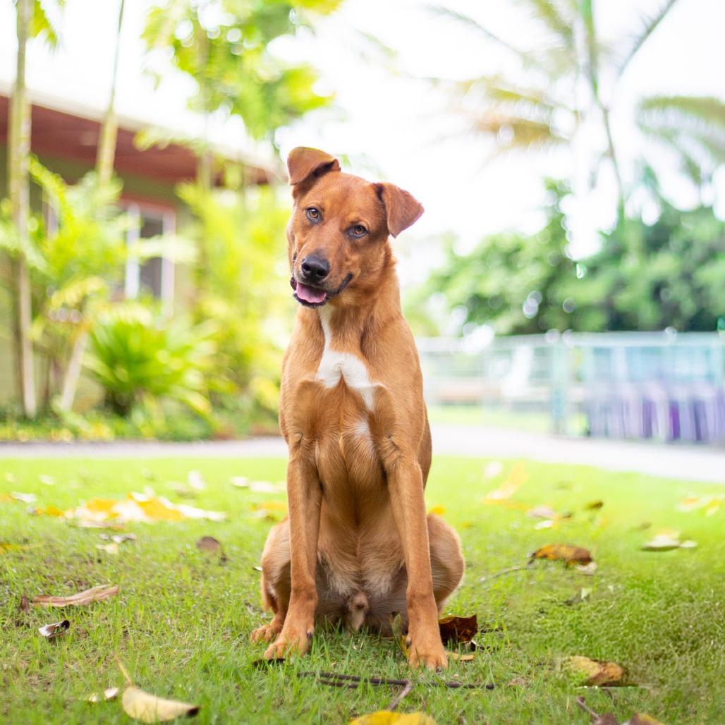 Enlarge Scooter, a Adoptable mixed breed in Kailua Kona, HI image 6/6
