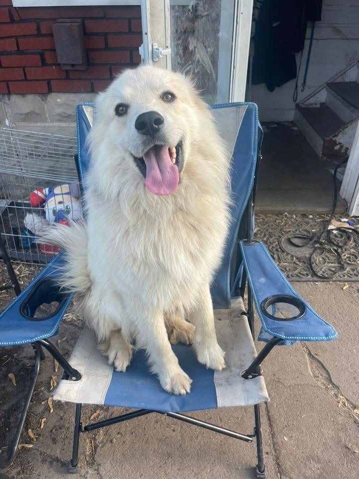 Artemis, Adult Male Great Pyrenees